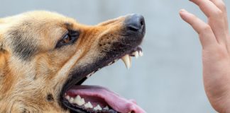 Ibisazi by’imbwa: Abenshi mu bajya kwivuza bagaragaje ibimenyetso barapfa